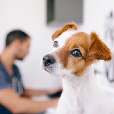 Dog at veterinary hospital