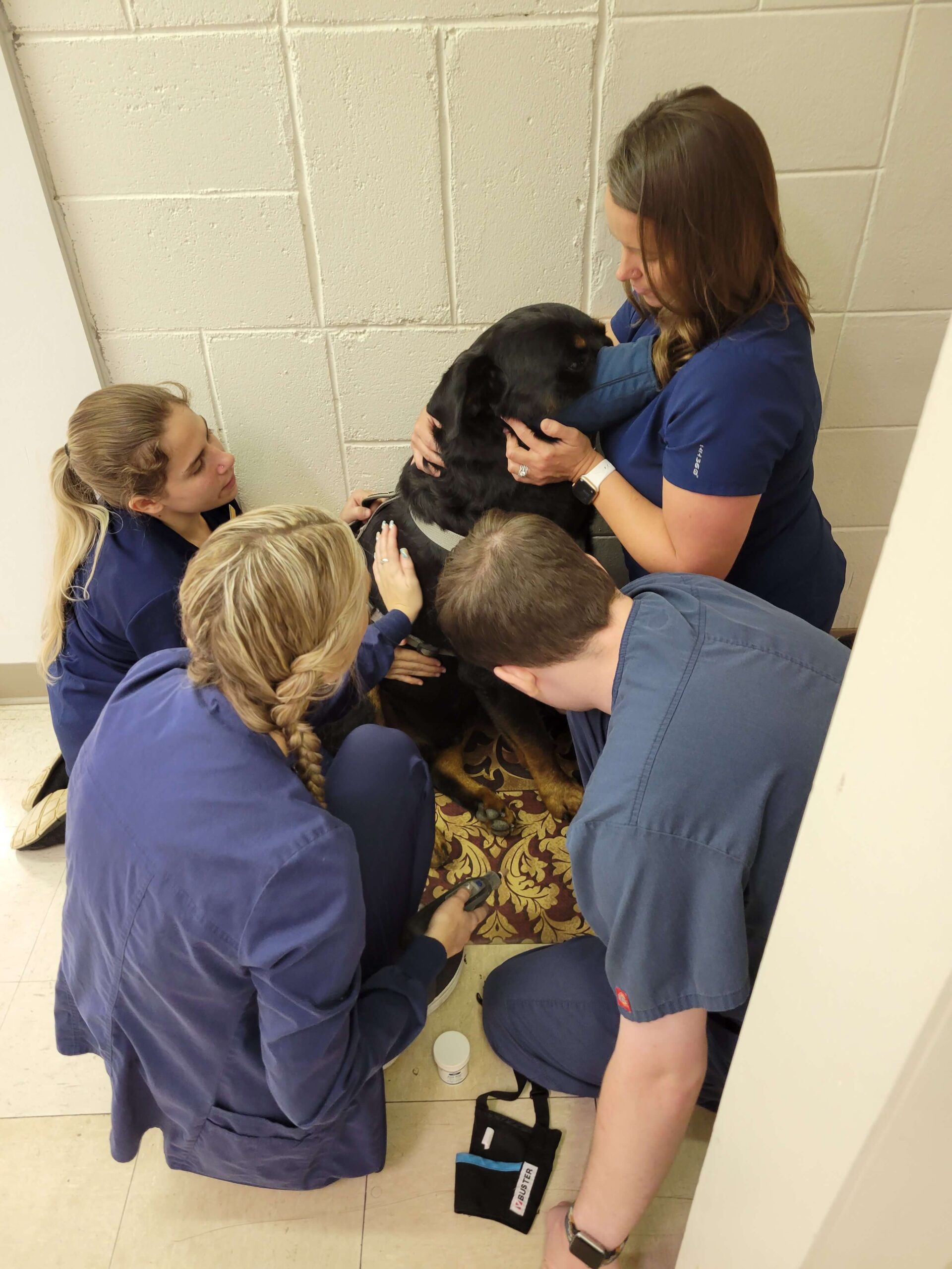 Vets taking care of dog
